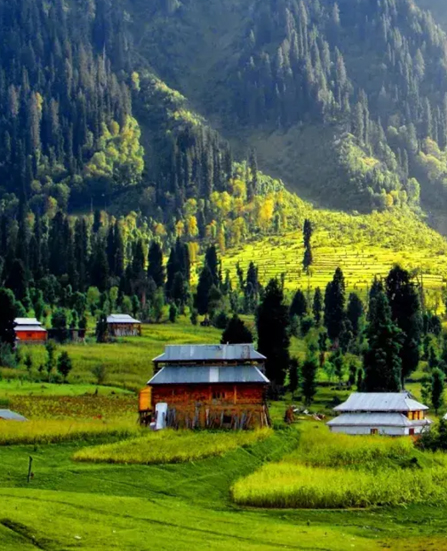Kashmir Premium